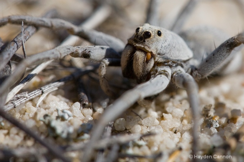 Wolf spider