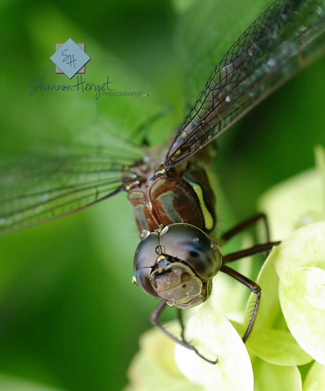 Drying my wings