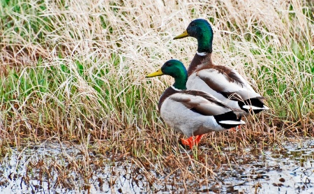 Mallards