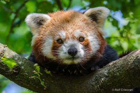 Red Panda