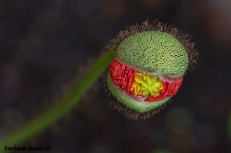 Emerging poppy