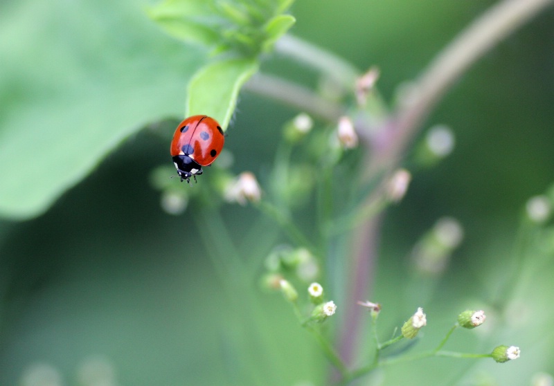 Ladybird in our grass