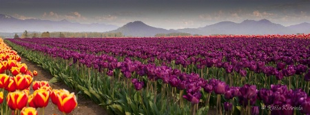 Sea of Tulips and the Cascades