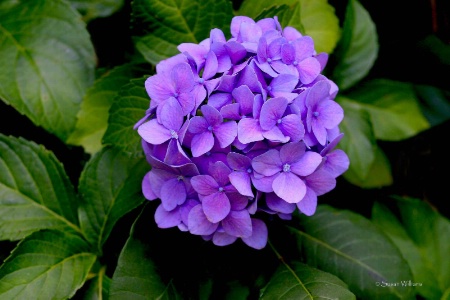 Hydrangea