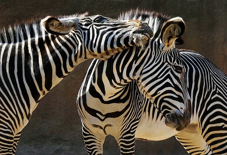 Did You Hear The One About The Zebra Who ---