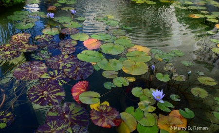 Water Lilly Pond