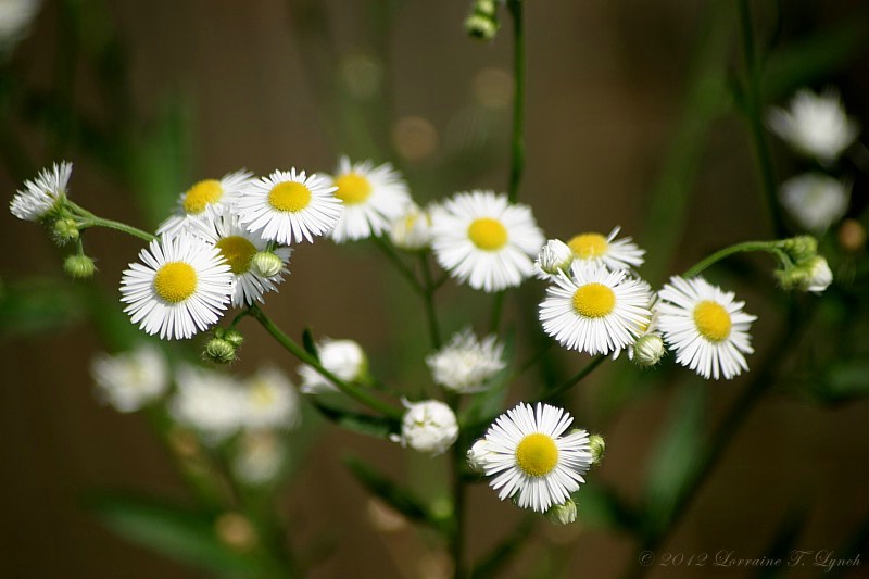 Santa Barbara Daisies