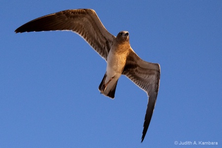 Gull on the Wing