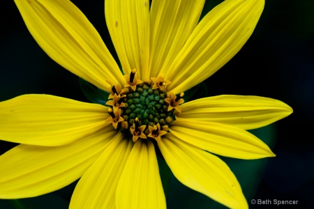 Wild Sunflower