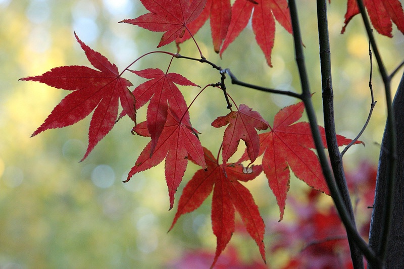 Japanese maple