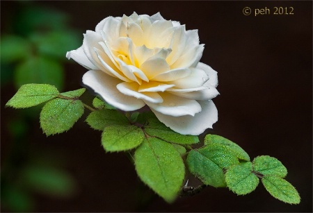 English Shrub Rose