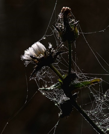 A milk thistle