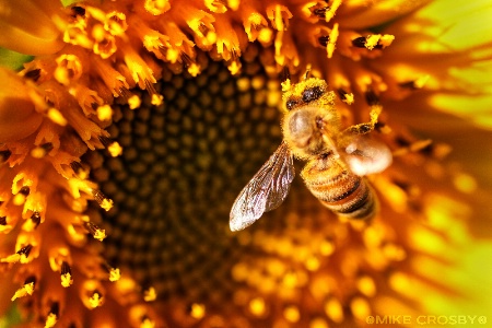 Honeybee on a Sunflower ...