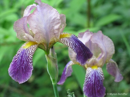 Purple Irises No. 1