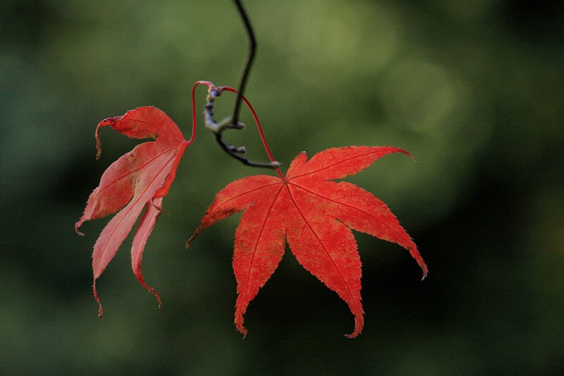 Two maple leaves