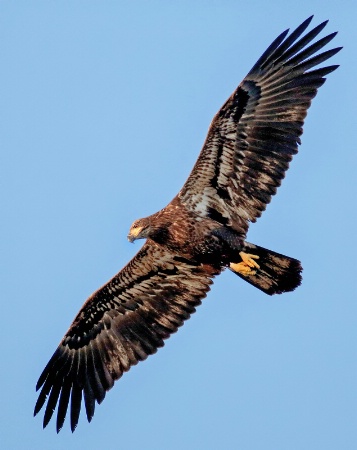 Juvenile Bald Eagle