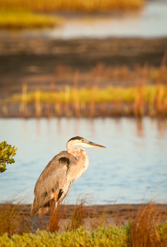 At the salt marsh