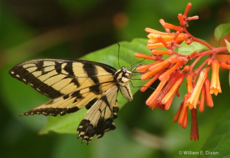 Eastern Tiger Swallowtail