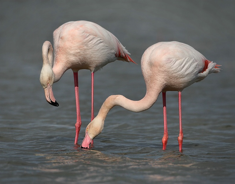 Feeding Flamingos