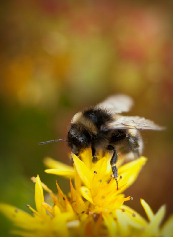 bee