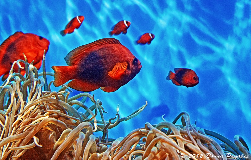 Life Among the Sea Anemone