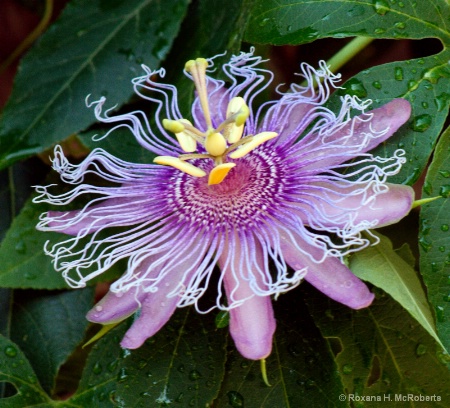 Passion Flower