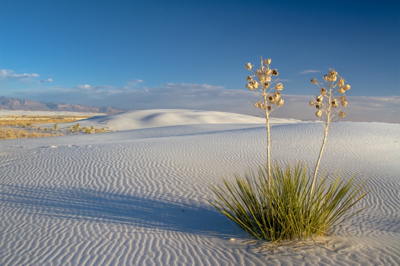 White Sands Shadows