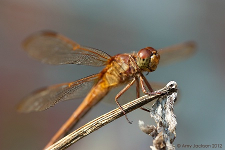 Dragonfly