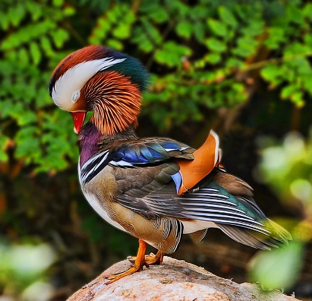 Sleepy Mandarin