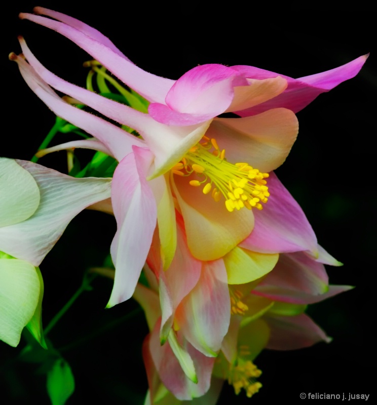 "Pink Columbine"