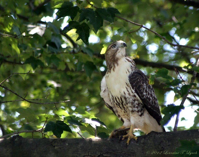 Cooper's Hawk