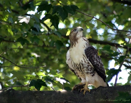 Cooper's Hawk