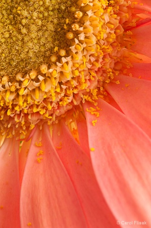 Peachy Gerbera