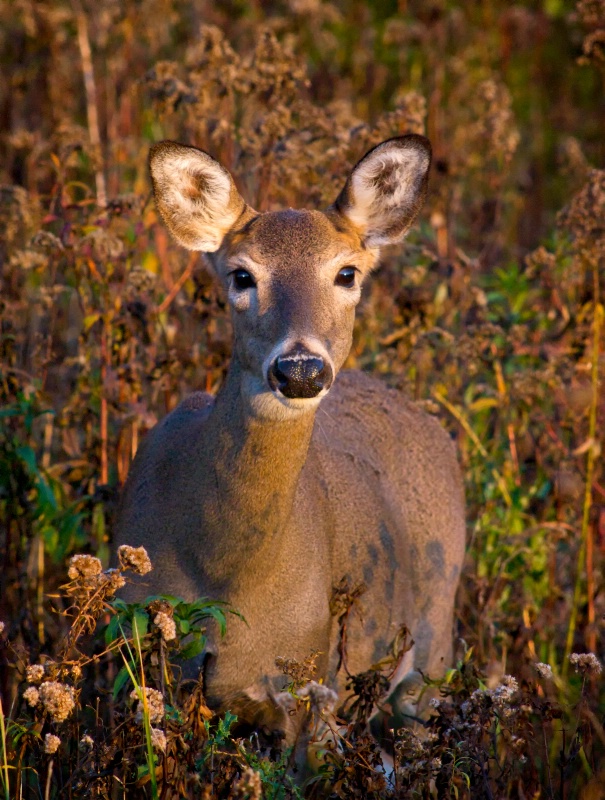 Deer at Twilight