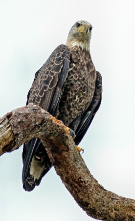 Proud Bald Eagle