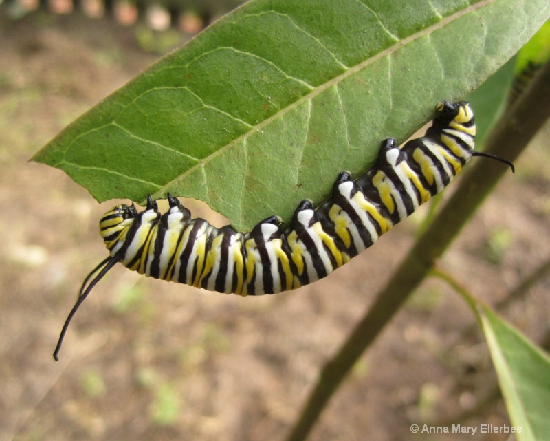 Milkweed - Monarch Munchies