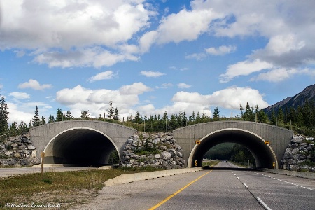 Million Dollar Wildlife Overpass