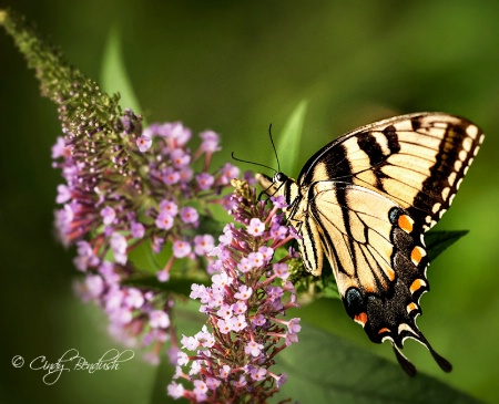 Gathering Purple