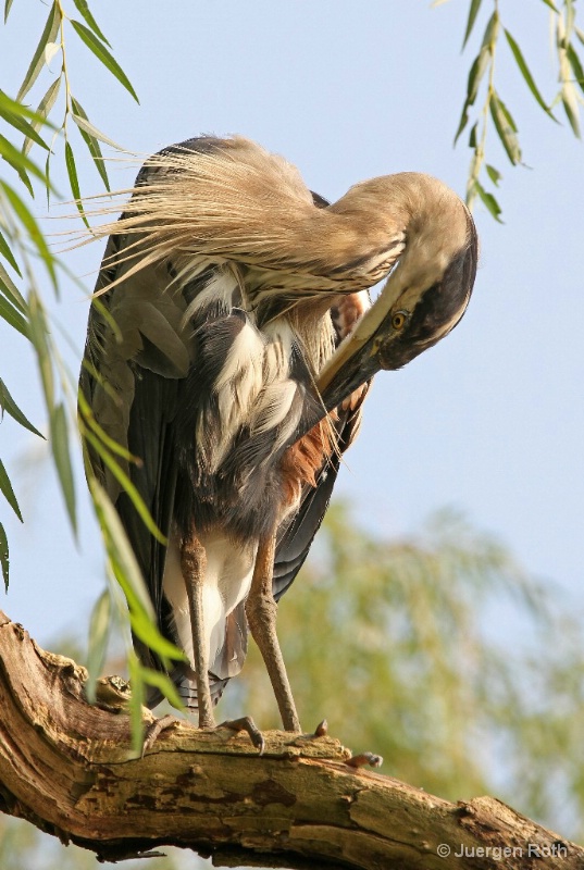 Grooming Heron - ID: 13327461 © Juergen Roth