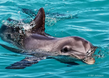 Morning Swim