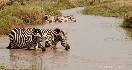 Zebras Masai Mara