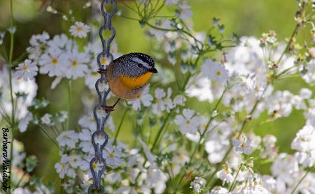 Flower bird