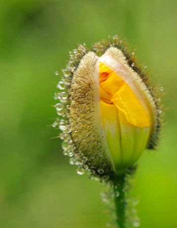 Yellow Iceland Poppy