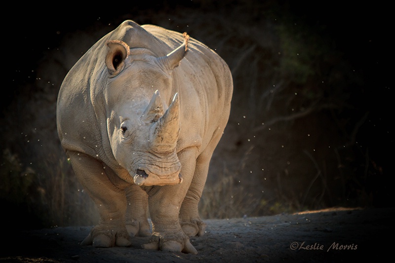 Rhino at Dusk