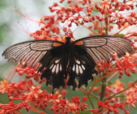 A butterfly from Honfleur III