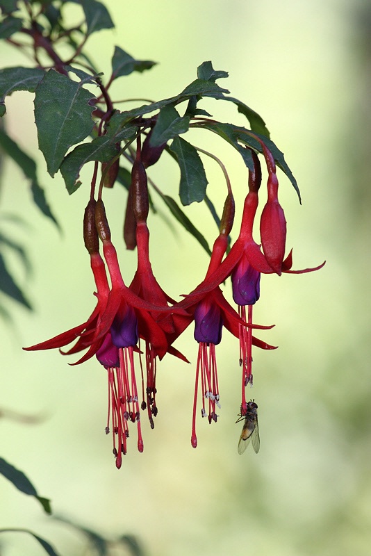 Fuchsia flowers with a small fly