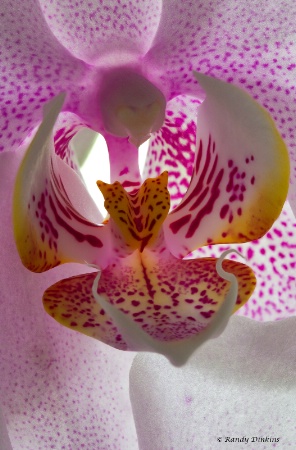 Phalaenopsis