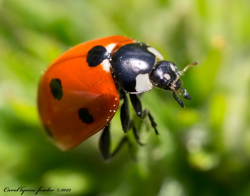 Ladybug