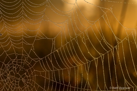 Foggy Morning Web