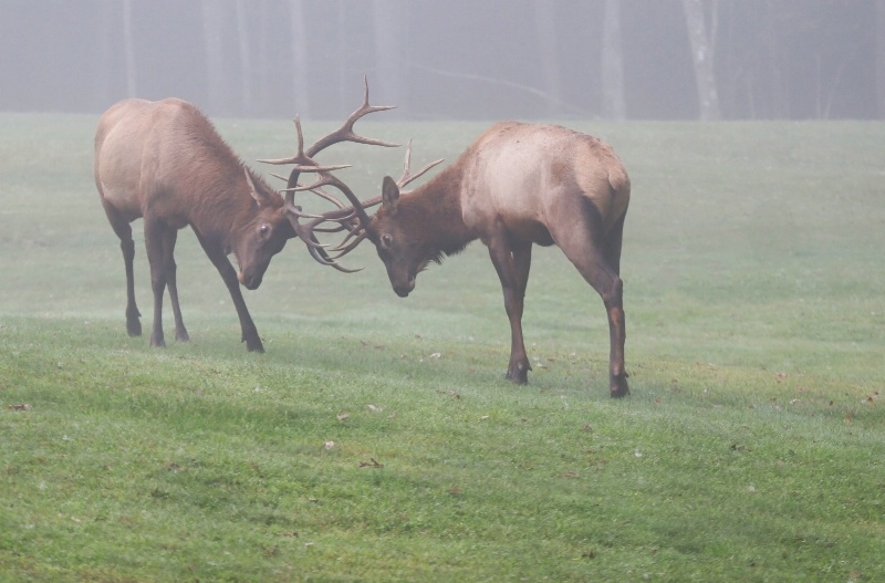 Foggy Morning Duel - Catalog #226